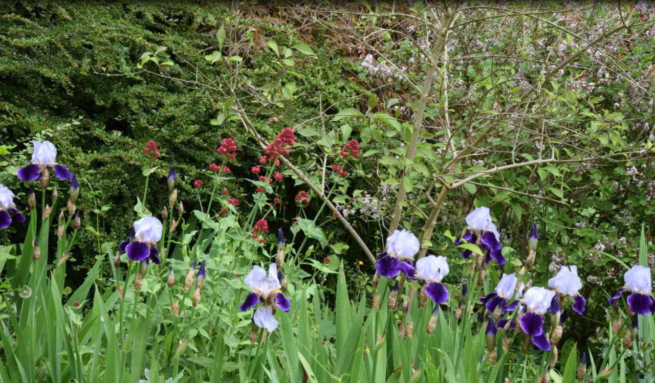Image shows long, thick green leaves with dark purple and white irises in the background. Dense foliage and red plants are also visible.